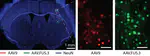 Engineering Viral Vectors for Acoustically Targeted Gene Delivery